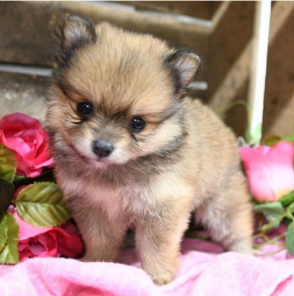 regalo pomerania cuccioli maschio e femmina 