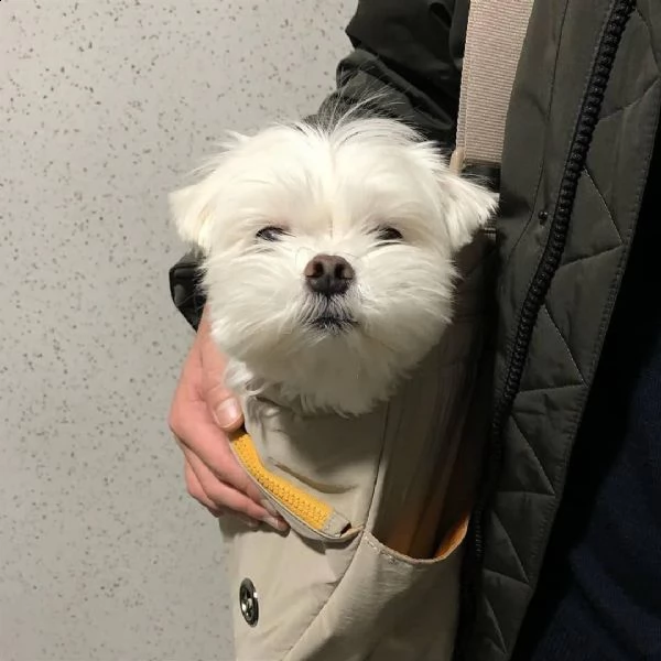 cuccioli maltesi assolutamente amichevoli cerca urgentemente una nuova famiglia
