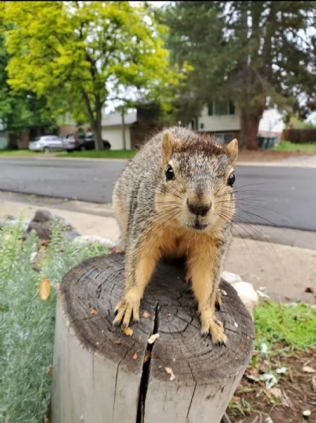 scoiattolo prezioso in vendita