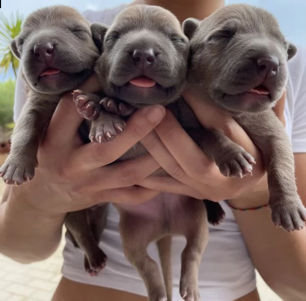 vendesi cuccioli american pitbull terrier blue nose e red nose | Foto 1