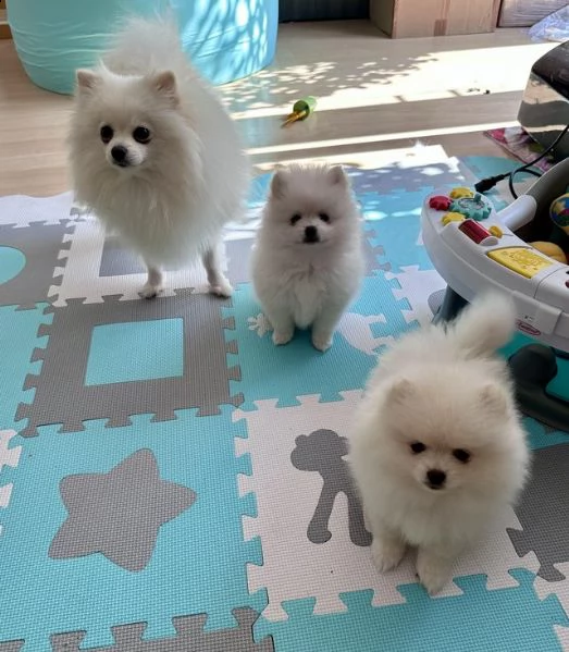 qualit amazon 2 ragazze pomerania bianche antenata di 4a generazione | Foto 1