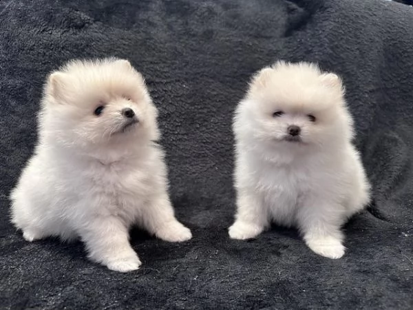 qualit amazon 2 ragazze pomerania bianche antenata di 4a generazione | Foto 0