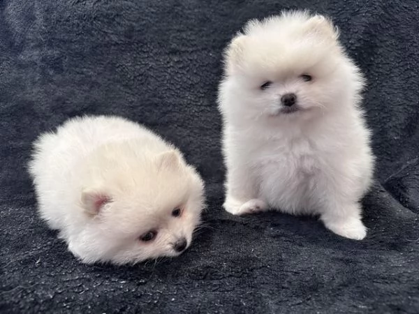qualit amazon 2 ragazze pomerania bianche antenata di 4a generazione