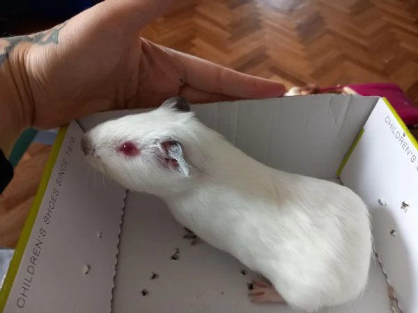 CAVIE PORCELLINI DINDIA | Foto 1