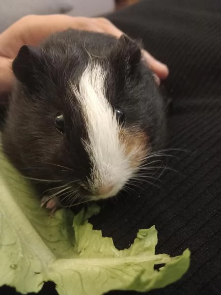 CAVIE PORCELLINI DINDIA | Foto 0