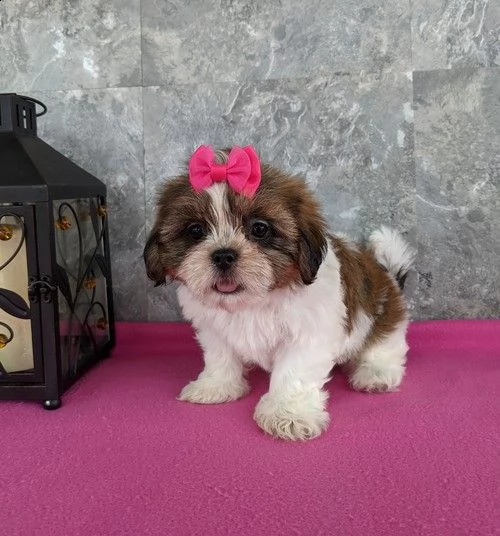 bella e sani cuccioli di shih tzu per regalo
