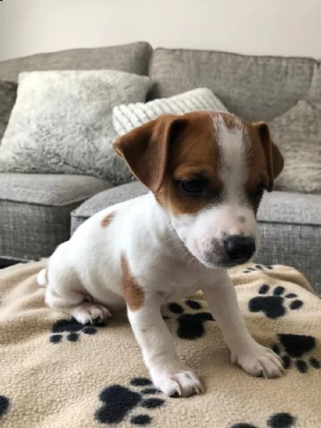 regalo jack russell terrier 