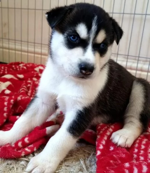 regalo siberian husky con pedigree 