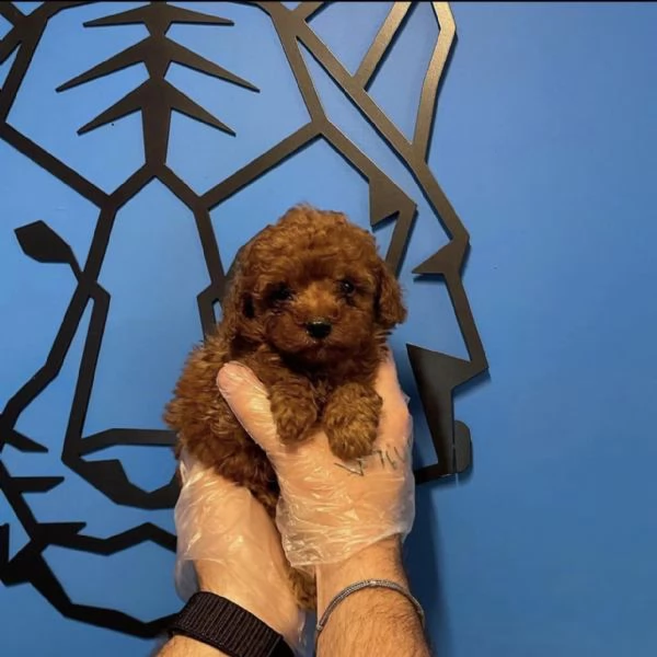 cuccioli barboncini toy | Foto 0