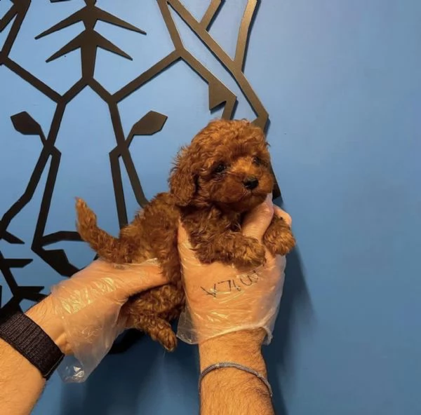 cuccioli barboncini toy
