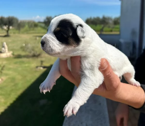 Cuccioli Australian Cattle dog 