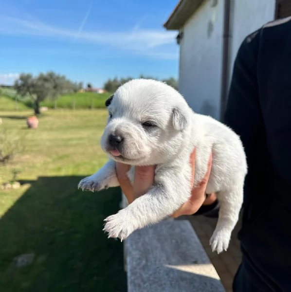 Cuccioli Australian Cattle dog  | Foto 2