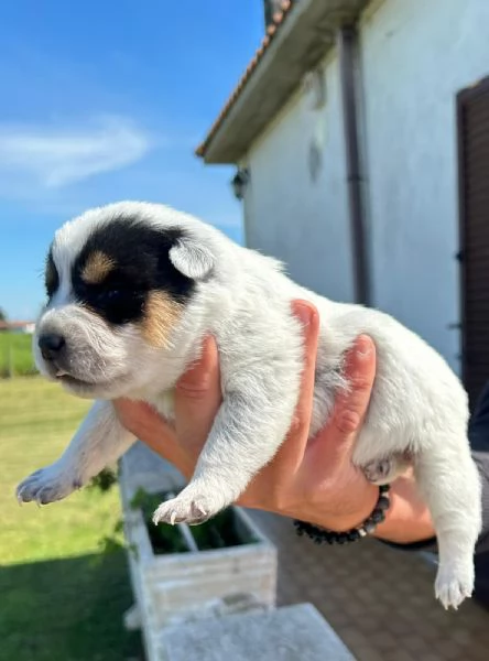 Cuccioli Australian Cattle dog  | Foto 1