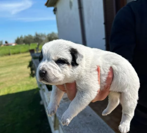 Cuccioli Australian Cattle dog  | Foto 0