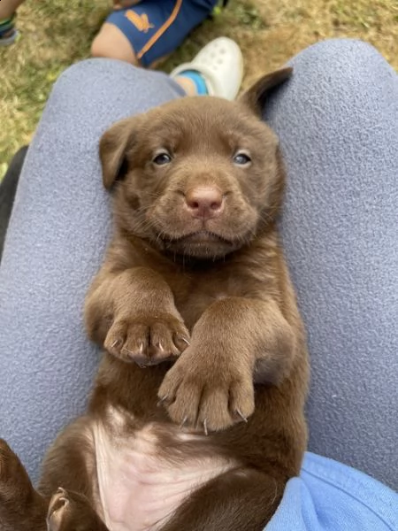 regalo bellissimi cuccioli di labrador 