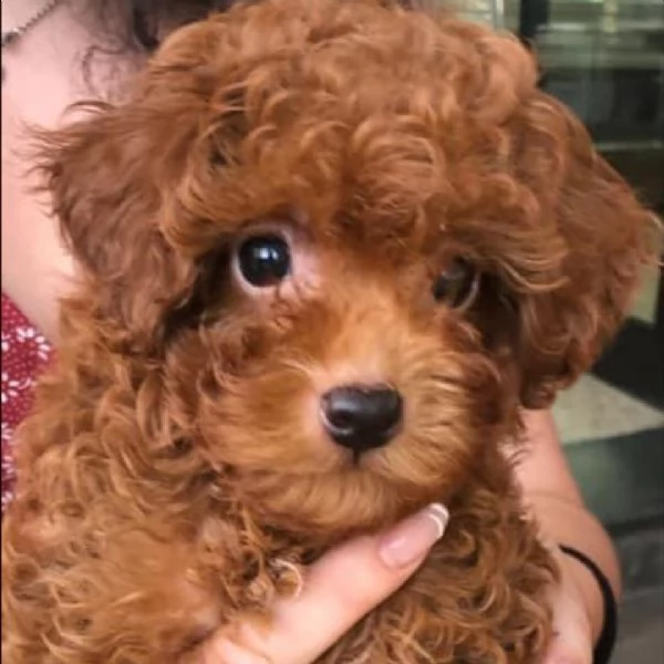 cuccioli di barboncino toy