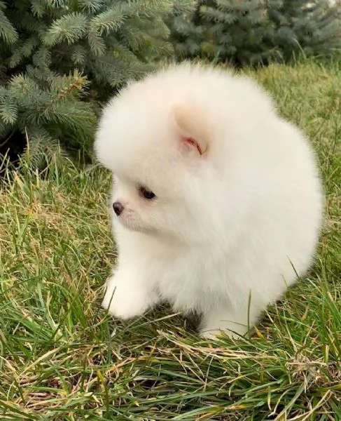 regala cuccioli di pomerania  femmine in adozione