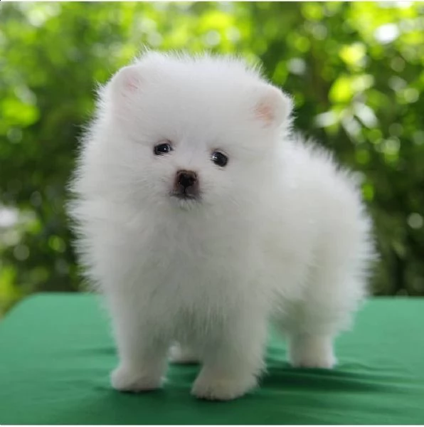 regala cuccioli di pomerania  femmine in adozione | Foto 0