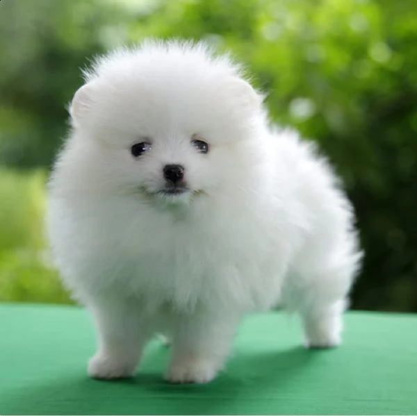 regala cuccioli di pomerania  femmine in adozione