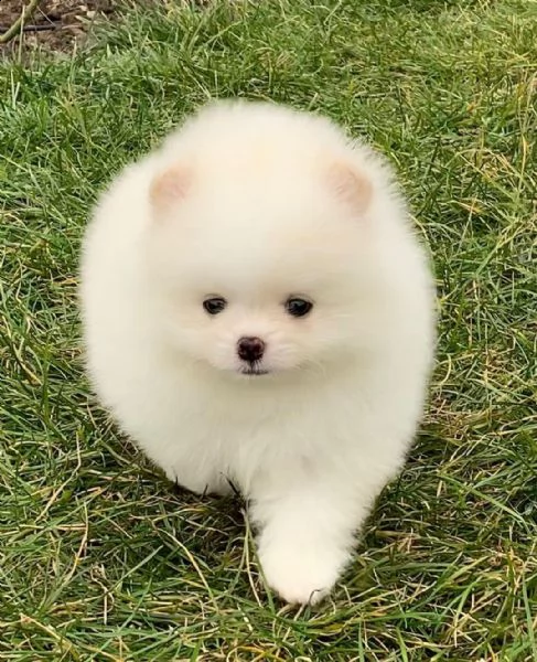 preziosi cuccioli di pomerania in adozione | Foto 0