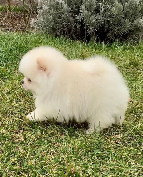 preziosi cuccioli di pomerania in adozione