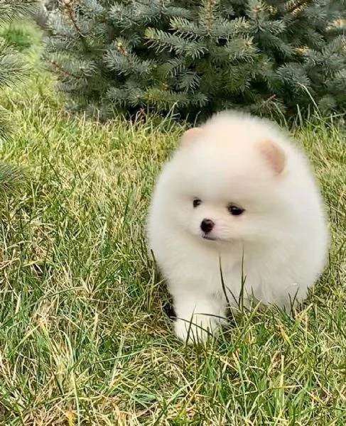 preziosi cuccioli di pomerania in adozione