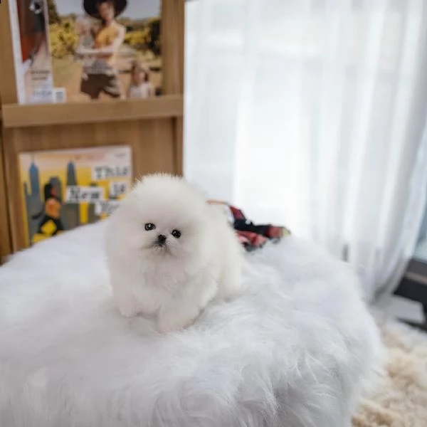 cuccioli di pomerania maschio e femmina 393509706299