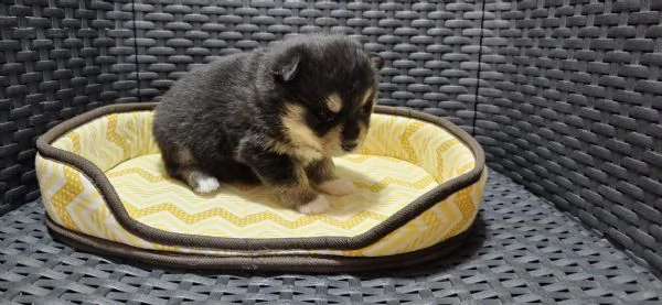 pomsky cuccioli in vendita | Foto 4