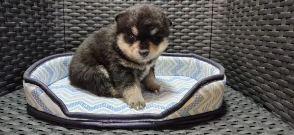 pomsky cuccioli in vendita | Foto 3