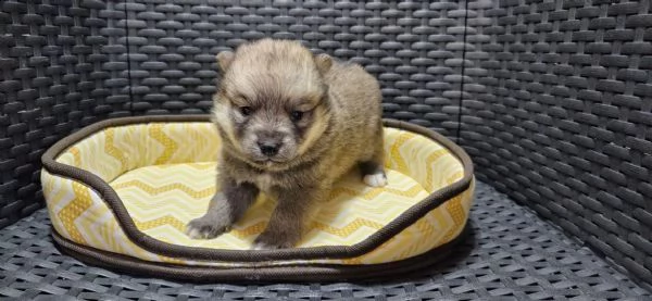 pomsky cuccioli in vendita | Foto 1