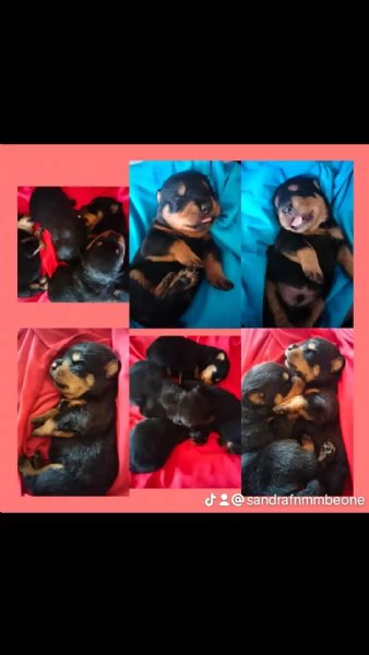 Cucciolata rottweiler 