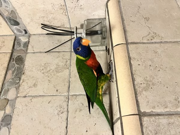 pappagallo lorichetto arcobaleno parlante