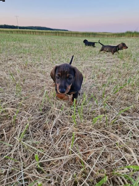 i bassotti standard di colore maiale maiale scuro e nero sono ancora disponibili | Foto 3
