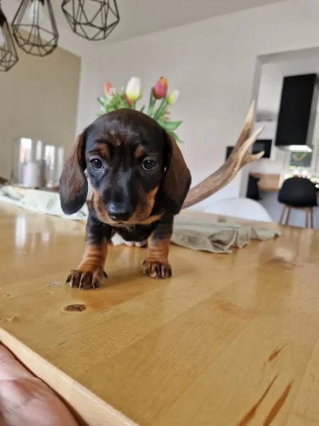 i bassotti standard di colore maiale maiale scuro e nero sono ancora disponibili | Foto 1