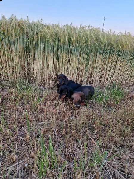 i bassotti standard di colore maiale maiale scuro e nero sono ancora disponibili | Foto 0