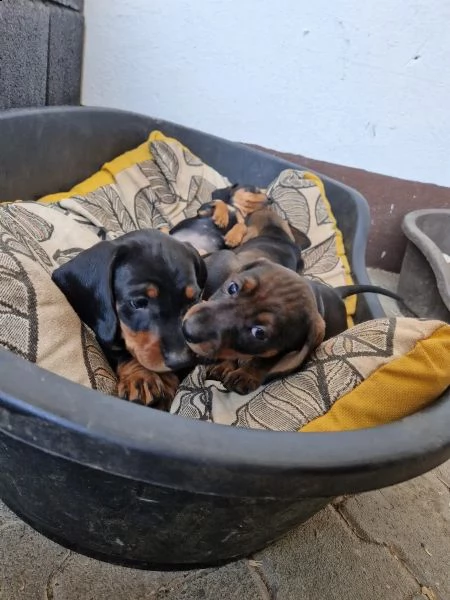 i bassotti standard di colore maiale maiale scuro e nero sono ancora disponibili