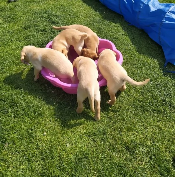 3 cuccioli di labrador cioccolato con pedigree | Foto 2