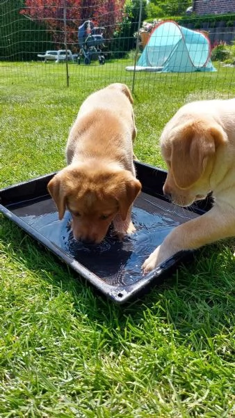 3 cuccioli di labrador cioccolato con pedigree | Foto 1