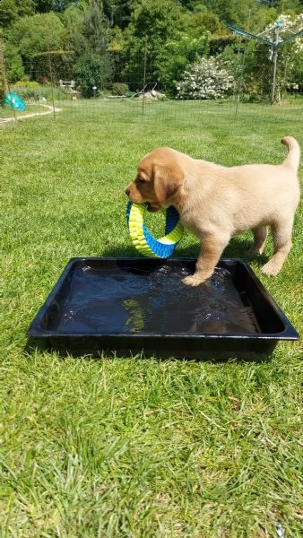 3 cuccioli di labrador cioccolato con pedigree | Foto 0