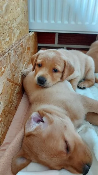 3 cuccioli di labrador cioccolato con pedigree