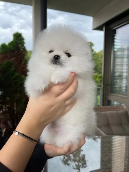 splendido tipo di orso cucciolo di pomerania | Foto 1