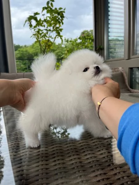 splendido tipo di orso cucciolo di pomerania | Foto 0
