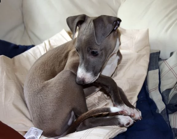 cuccioli di levriero italiano 