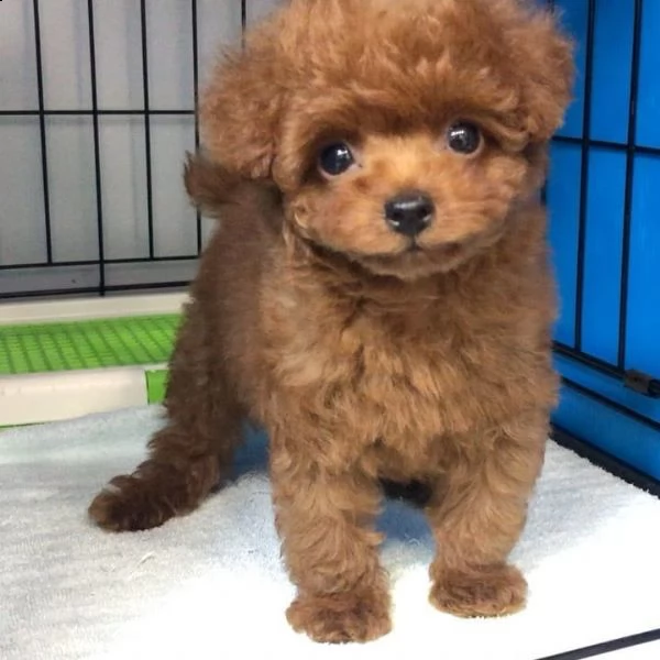 regalo cuccioli di barboncino | Foto 0