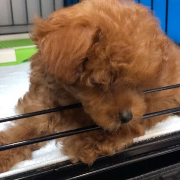 regalo cuccioli di barboncino