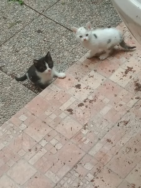 gattini bianchi e grigi | Foto 0