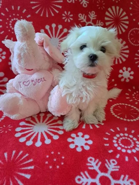 bellissimi cuccioli di MALTESE disponibili nati e svezzati | Foto 2