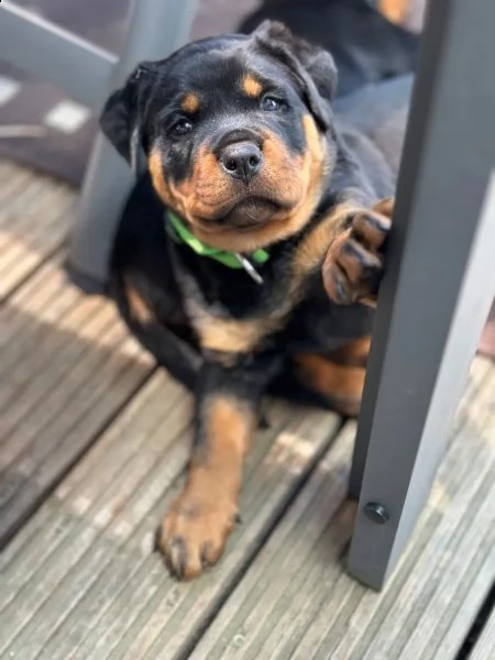 cuccioli di rottweiler alta geneologia | Foto 5