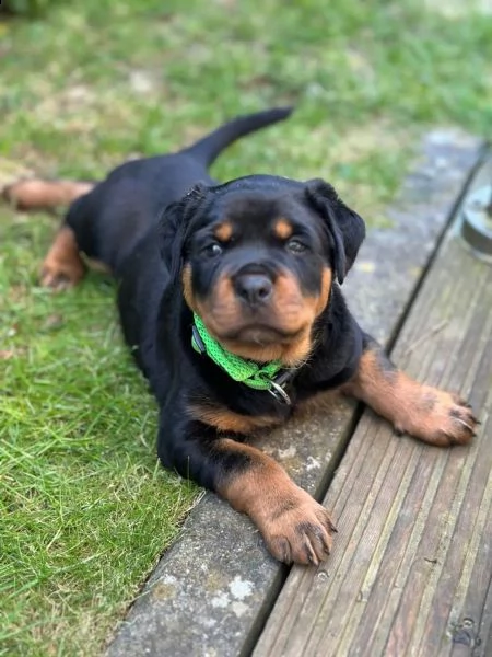 cuccioli di rottweiler alta geneologia | Foto 2