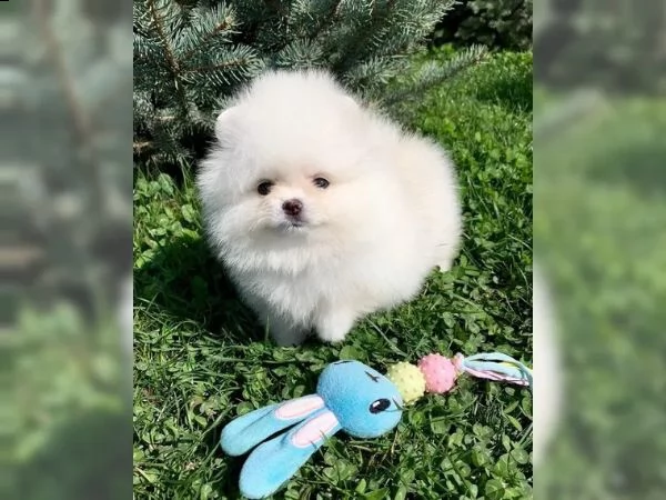 adorabili pomeranian cuccioli femminucce e maschietti disponibili  | Foto 0